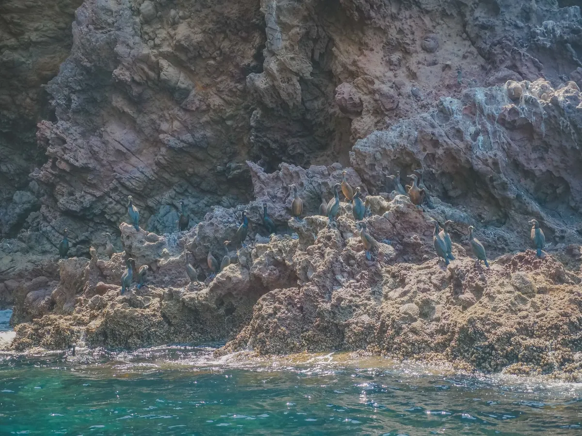 Coastal Birdwatching for Beginners: How to Read a Beach, Estuary and Cliff