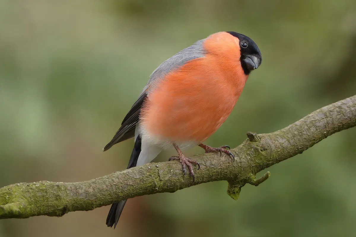 DSLR vs Bridge Camera for Bird Photography: Which Should You Buy?