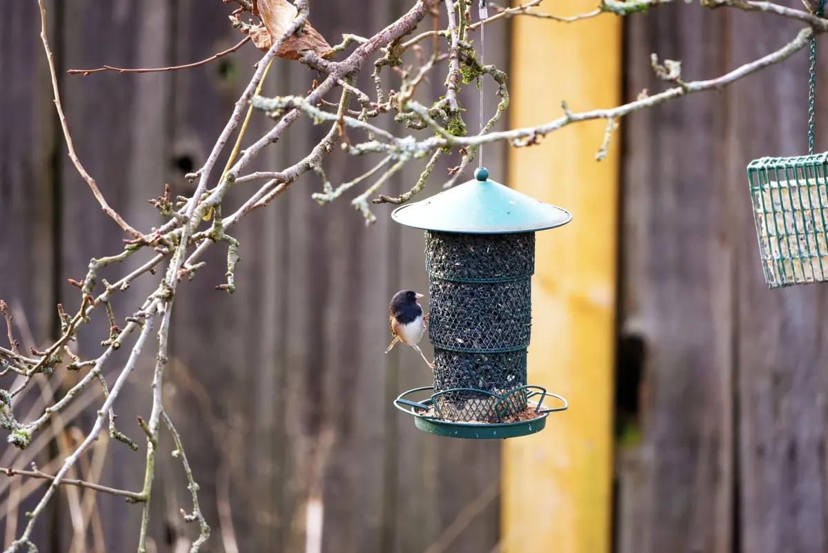 How to Start a Garden Bird List: A Beginner’s Guide to Recording Daily Sightings