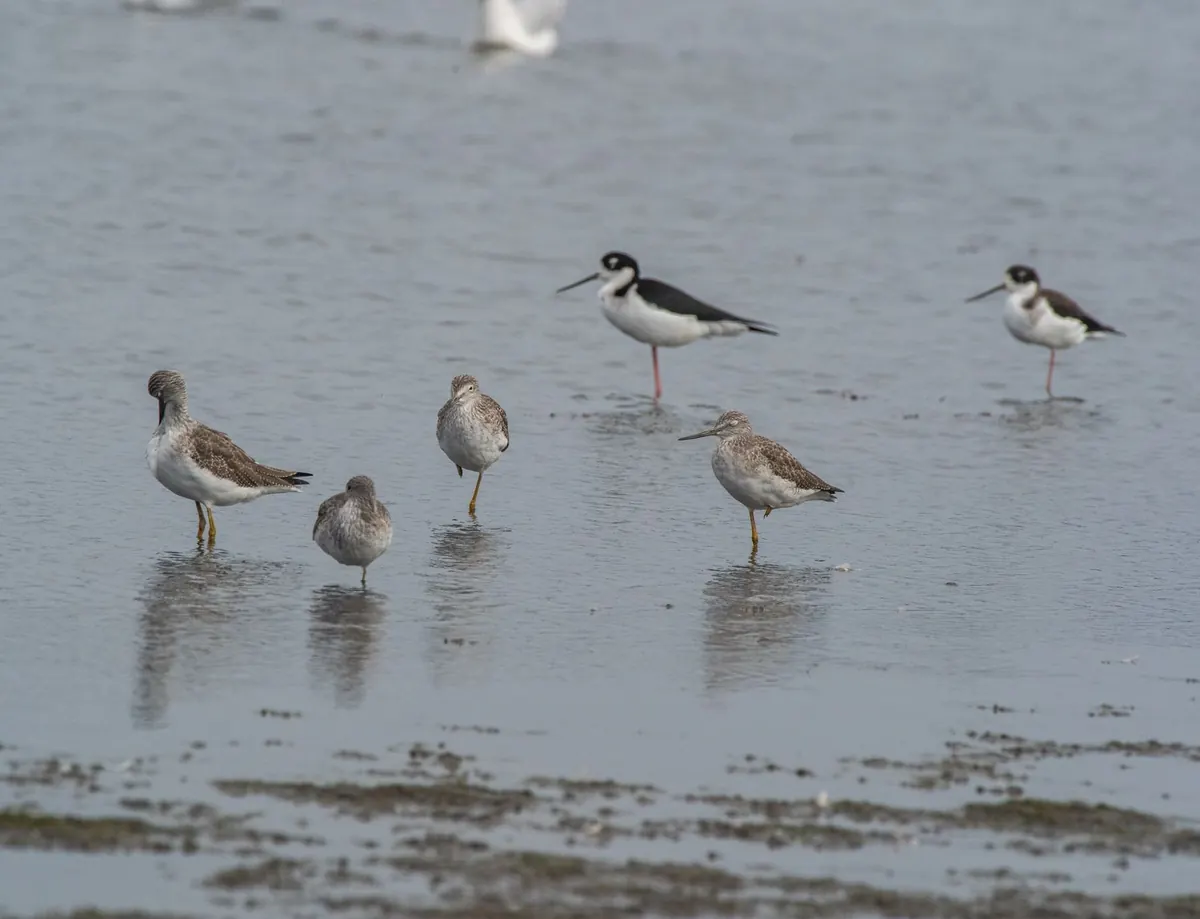 Wading Bird Identification Made Easy: Key Species for UK Estuaries in Winter