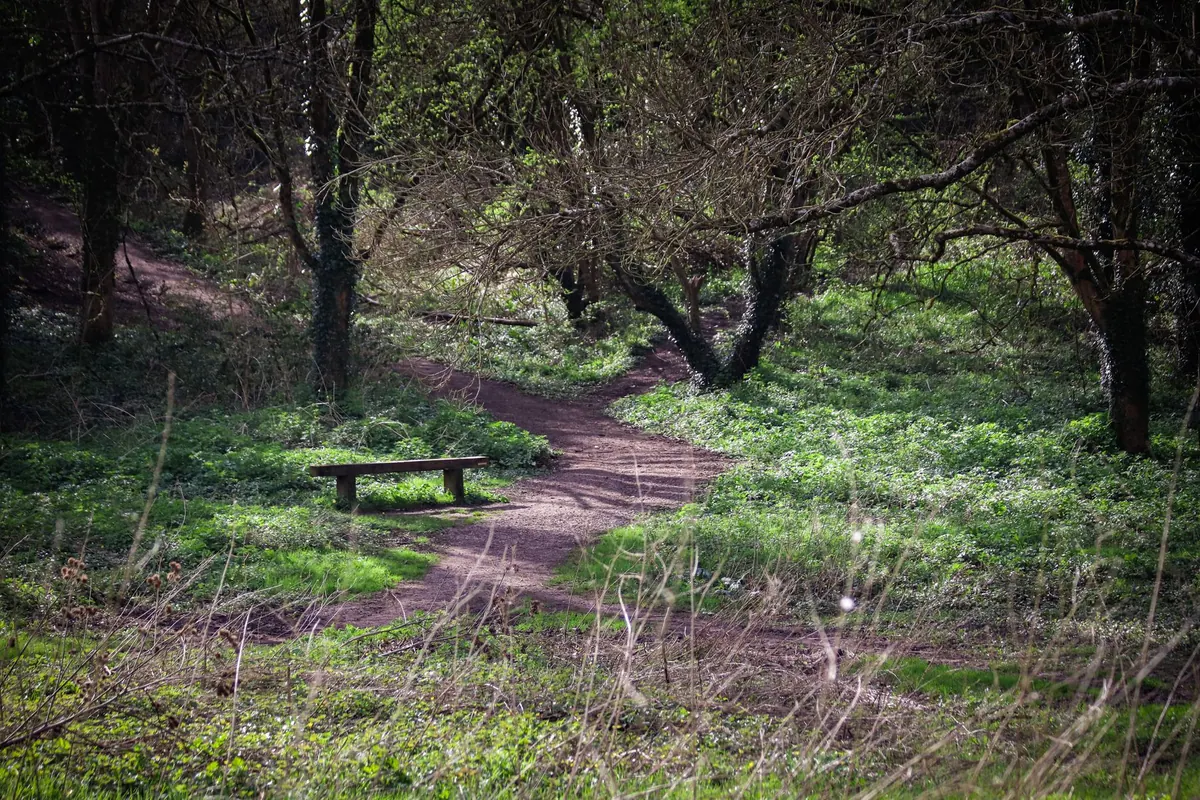 Woodland Birdwatching in Spring: Where to Look and What to Listen For
